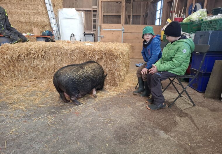 Schweine